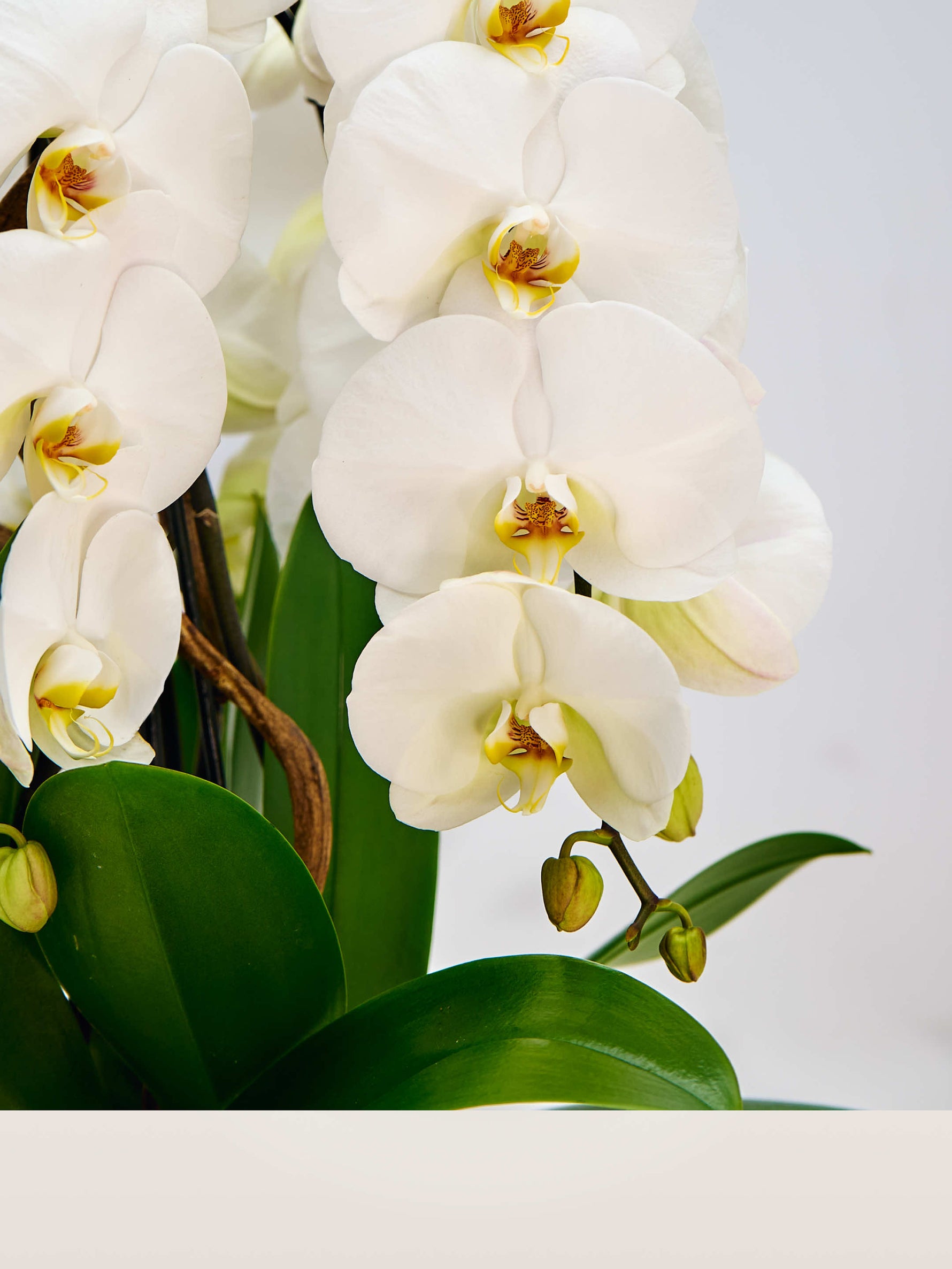 Rotonde Opaline N°5 XL dévoile des orchidées blanches immaculées aux cœurs jaune et pourpre, entourées de larges feuilles vertes
