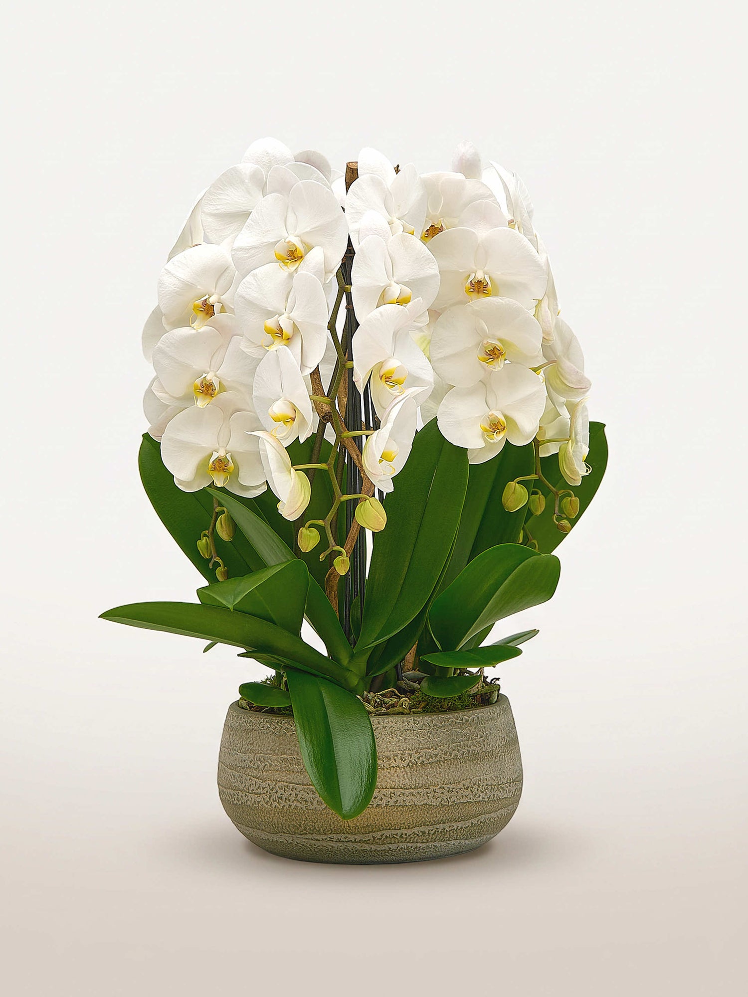Rotonde Opaline N°5 présente de somptueuses orchidées phalaenopsis blanches dans un pot en céramique texturée