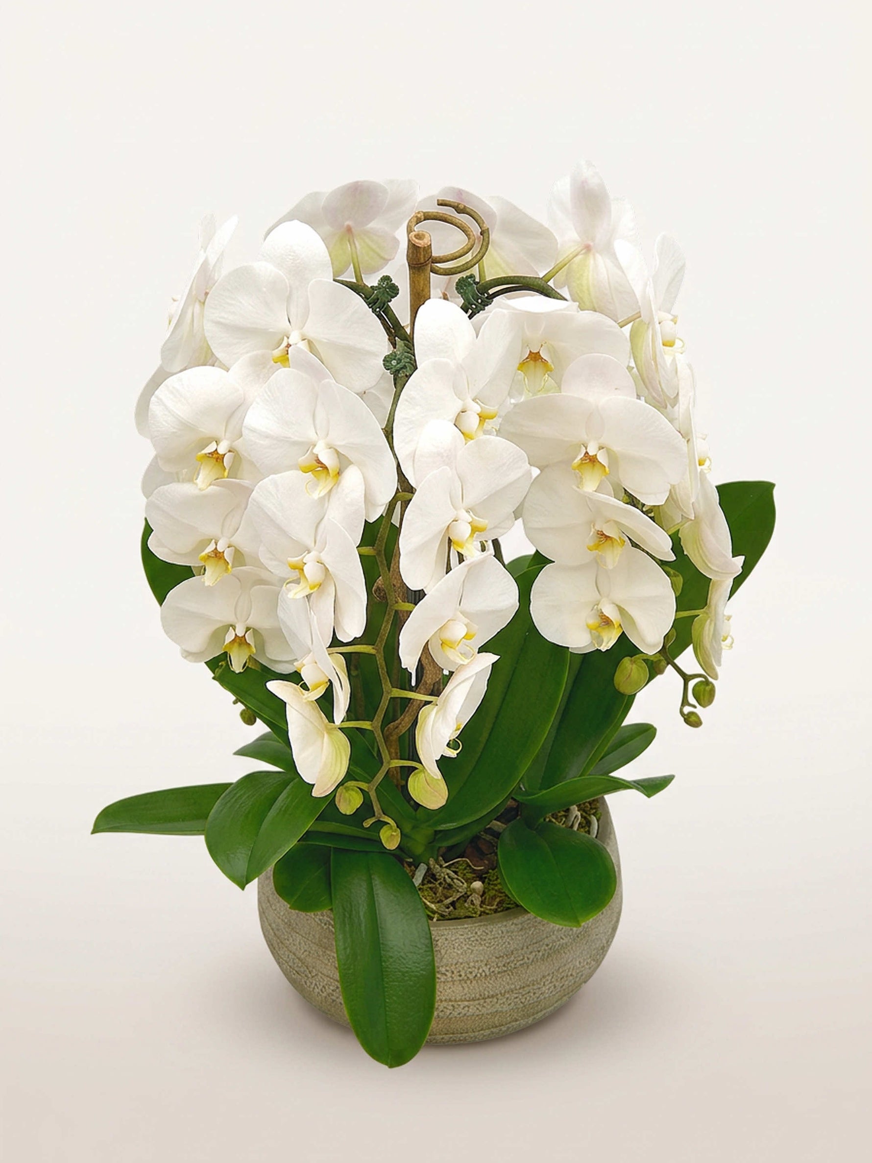 Rotonde Opaline N°5 forme un généreux dôme d'orchidées blanches aux cœurs jaunes dans un pot de céramique grise