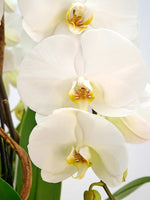 Rotonde Opaline N°5 XL dévoile des orchidées blanches immaculées aux cœurs jaune et pourpre délicatement mouchetés