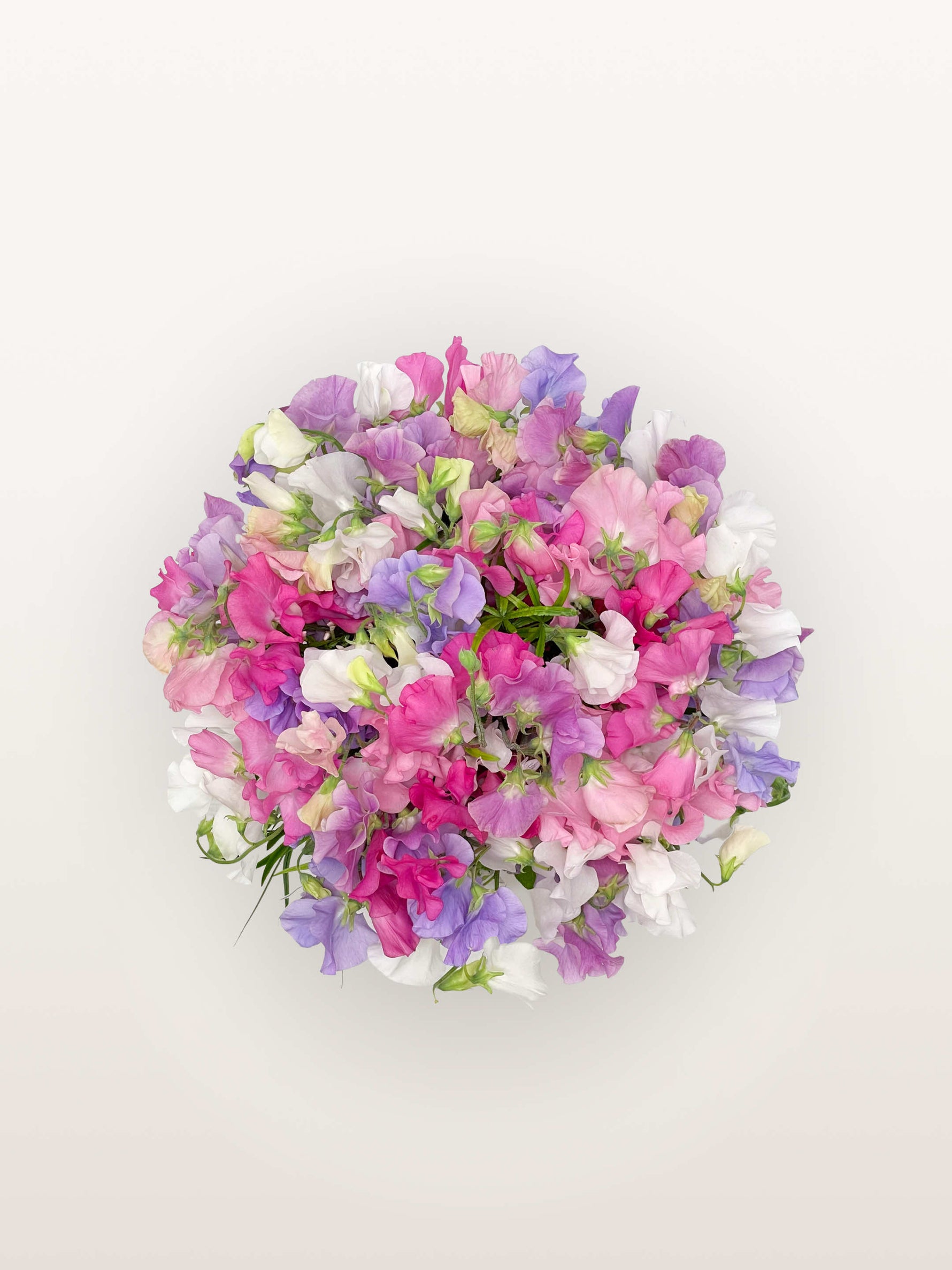 Bouquet Colibri rond de pois de senteur roses, blancs et mauves aux pétales froissés