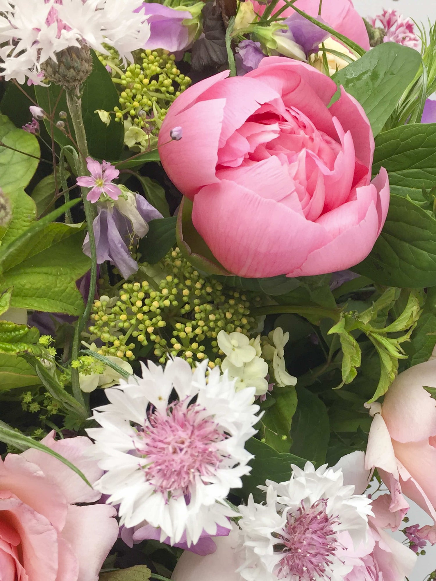 Pivoine rose au cœur des centaurées blanches, bleuets mauves et feuillages verts du Jardin des Plantes
