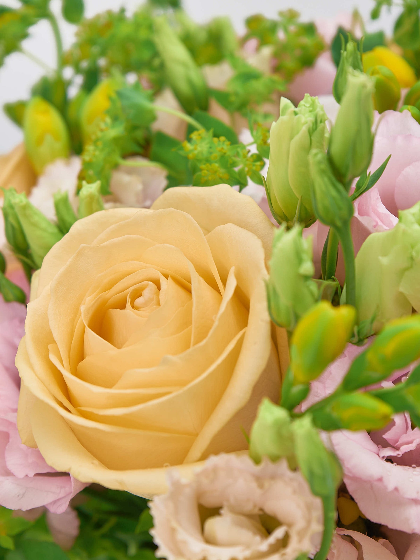Point du Jour L, rose pêche épanouie entourée de boutons verts et fleurs roses