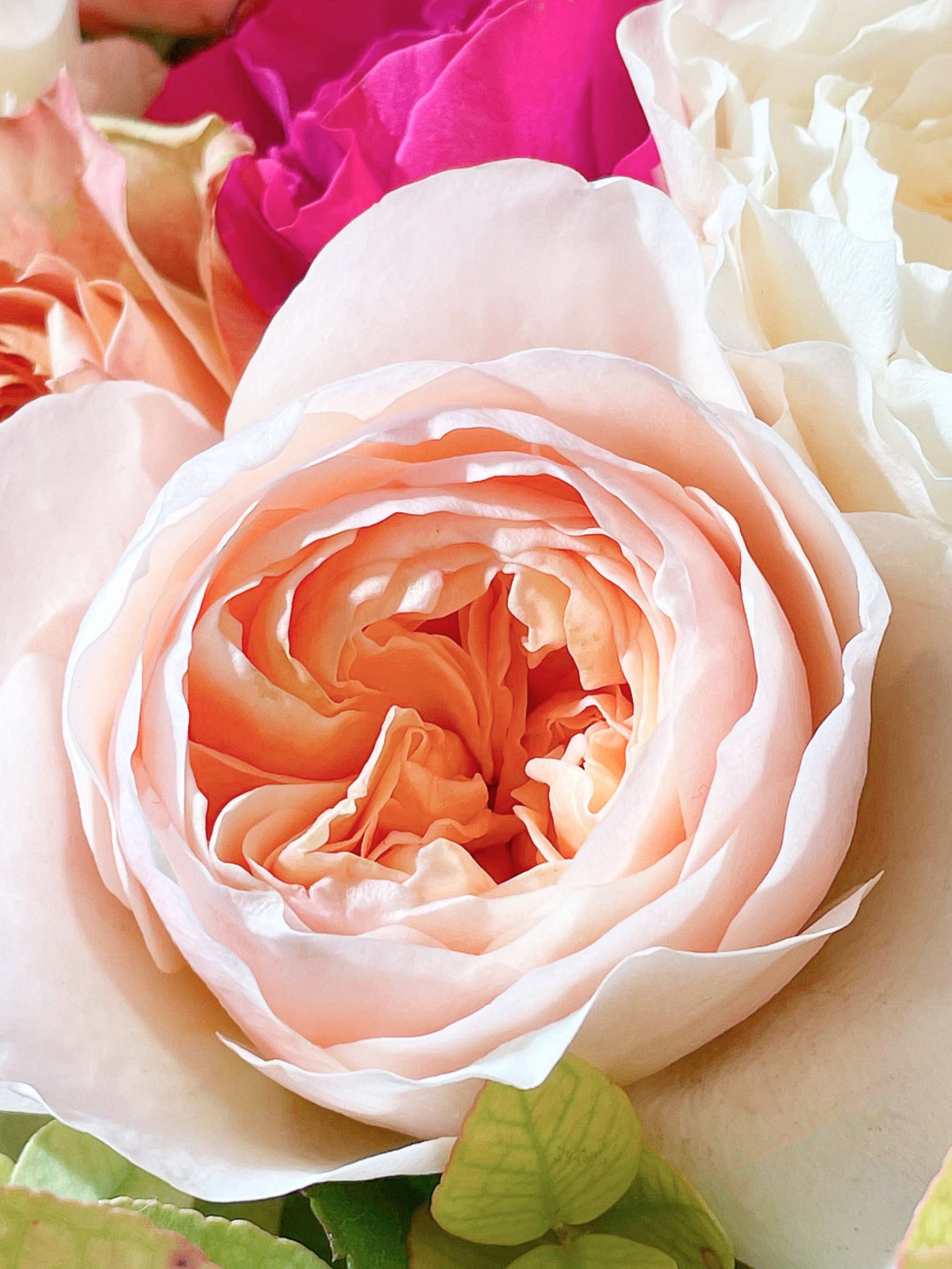 Rose Rue de la Rosière, pétales pêche enroulés en spirale, entourée de roses fuchsia et ivoire