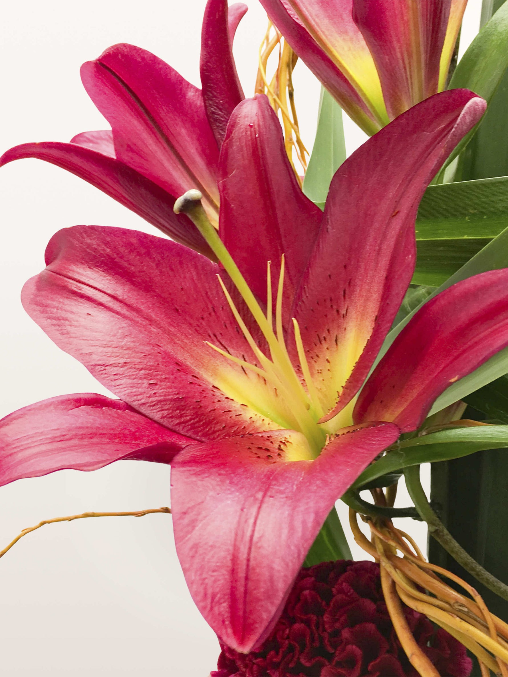 Lys rose fuchsia aux étamines jaunes et pistil incurvé, feuillage vert et tiges dorées en arrière-plan