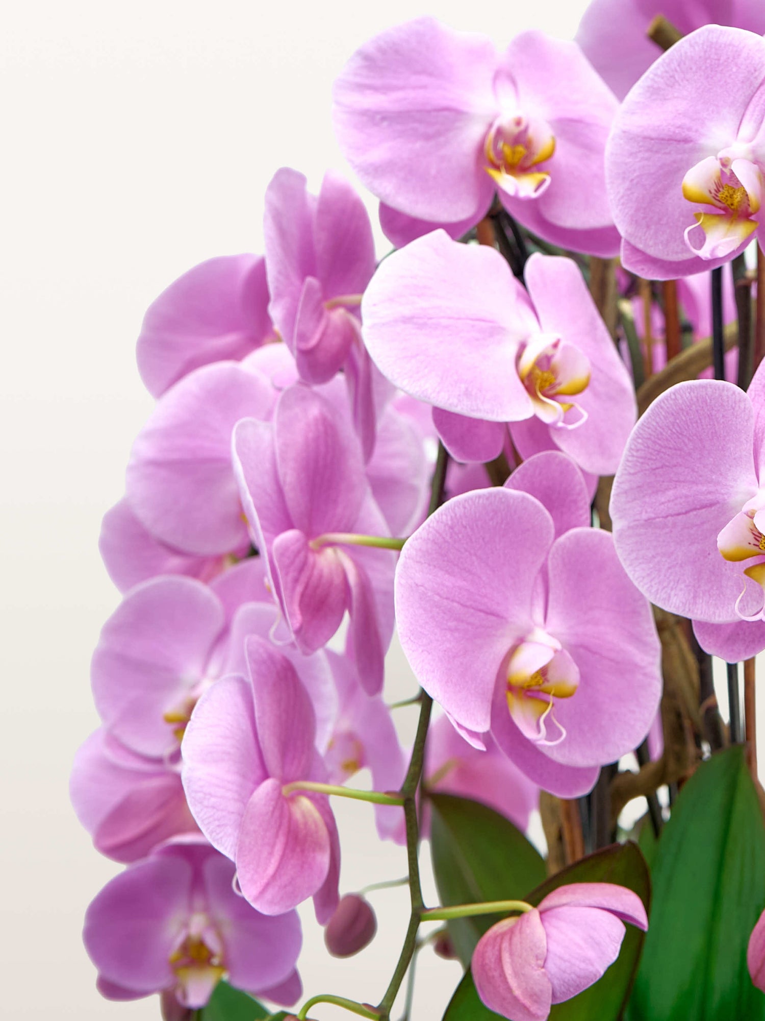Bella Rosa XL rotonde dévoile ses orchidées rose pastel aux cœurs jaune et blanc, sublimées par un coffret ivoire