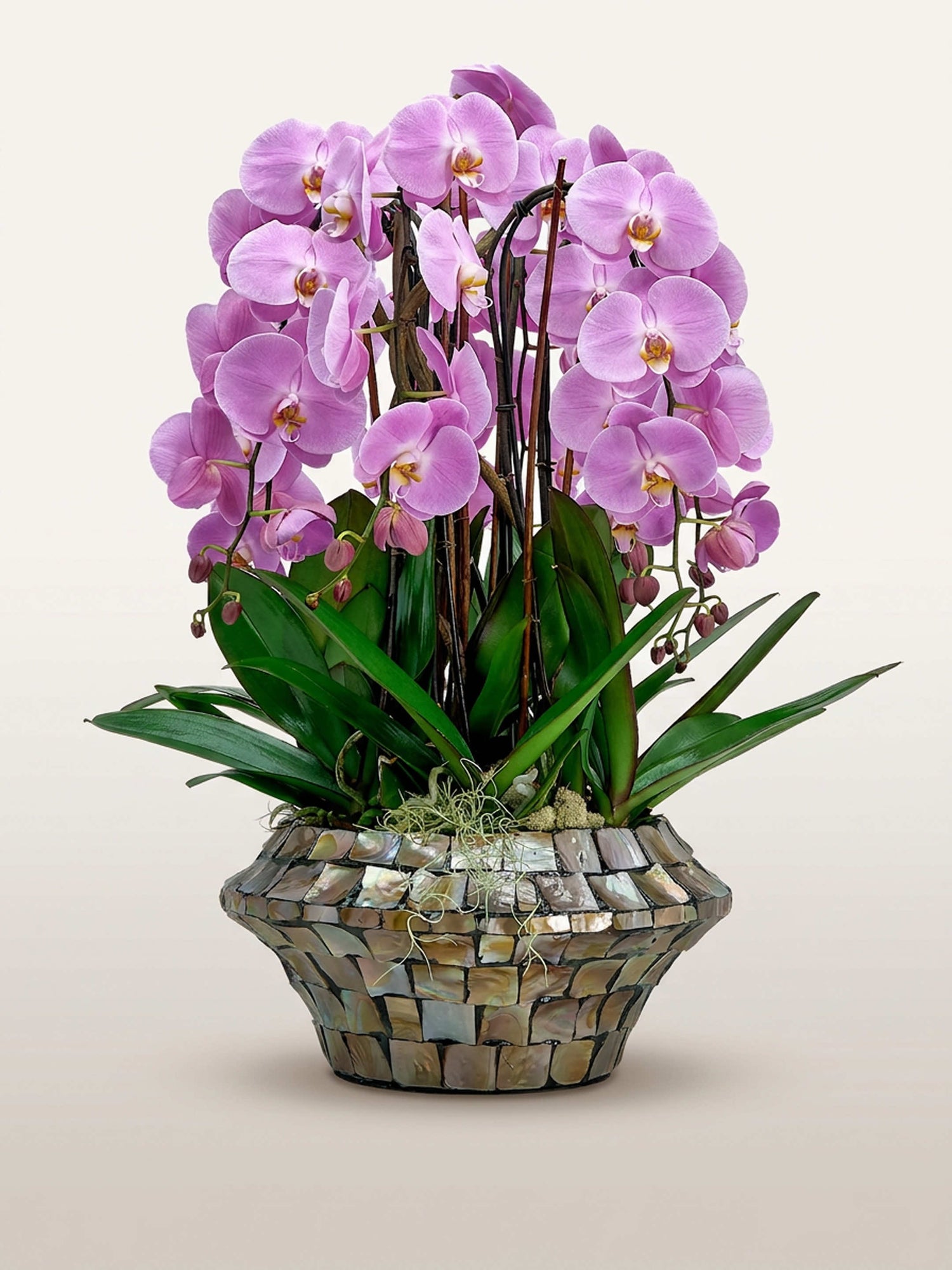 Bella Rosa XL déploie ses orchidées phalaenopsis rose pastel dans un élégant coffret rotonde en mosaïque de nacre ivoire