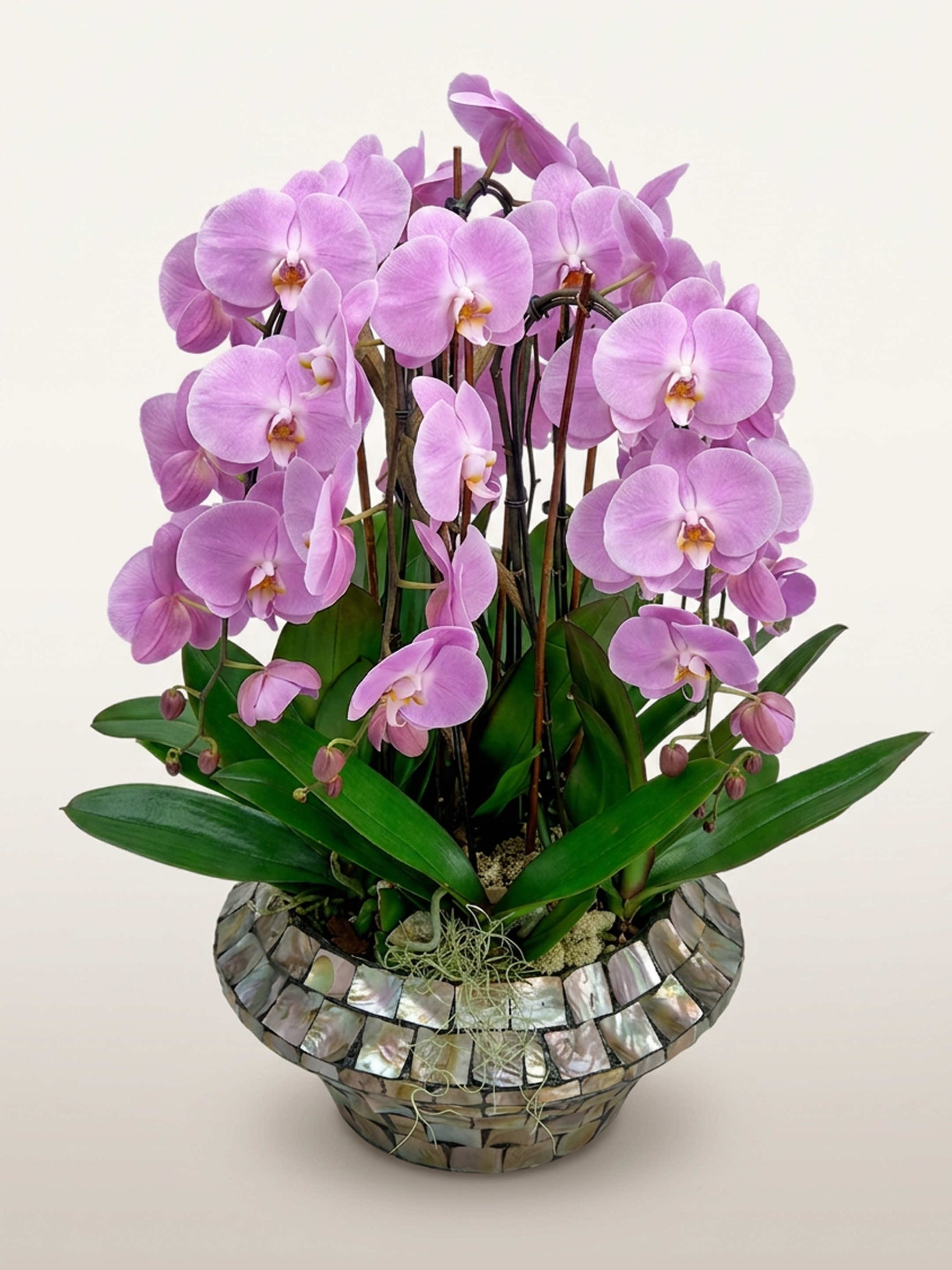 Neuf tiges d'orchidées Bella Rosa mauves aux gorges jaunes, dans un vase mosaïque nacré