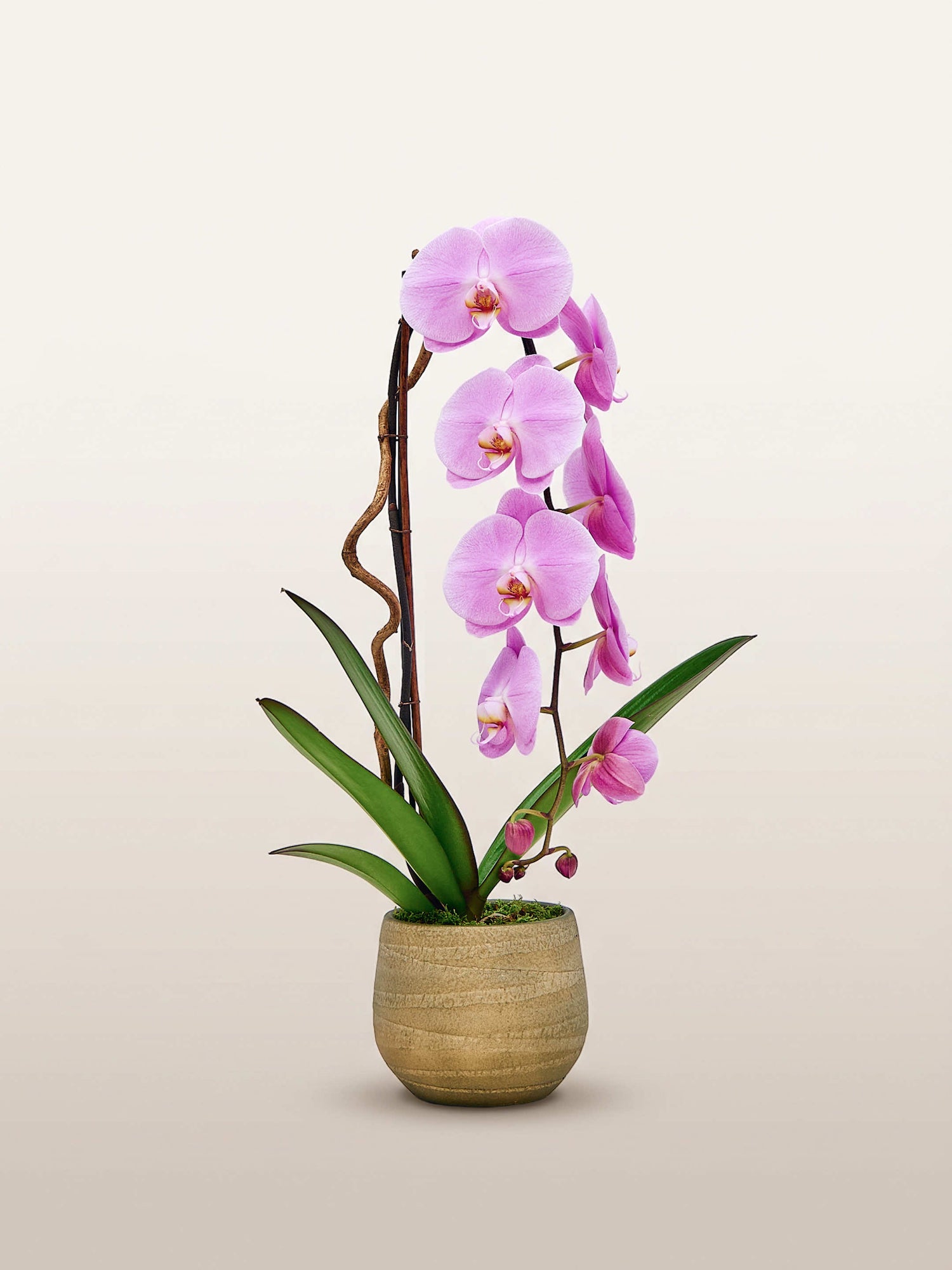 Cascade Rosaline N°1 déploie une orchidée rose aux fleurs délicates dans un pot en céramique texturée beige