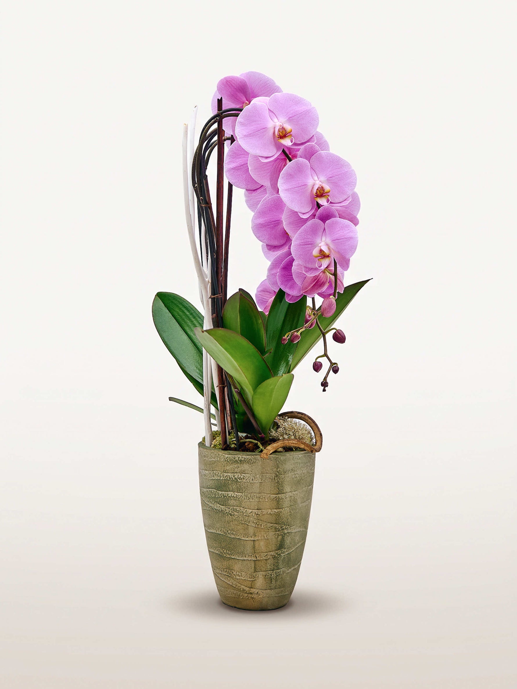 Cascade Rosaline N°3 déploie ses orchidées rose vif aux longues tiges arquées dans un pot en céramique texturée