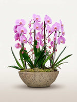 Cascade Rosaline N°4 déploie de multiples tiges d'orchidées phalaenopsis roses dans un pot en pierre grise texturée