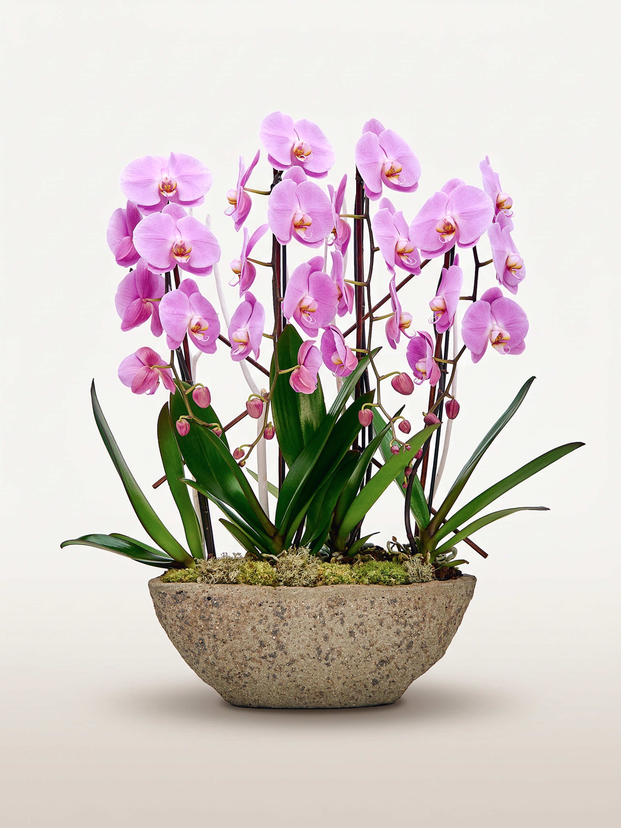 Cascade Rosaline N°4 déploie de multiples tiges d'orchidées phalaenopsis roses dans un pot en pierre grise texturée