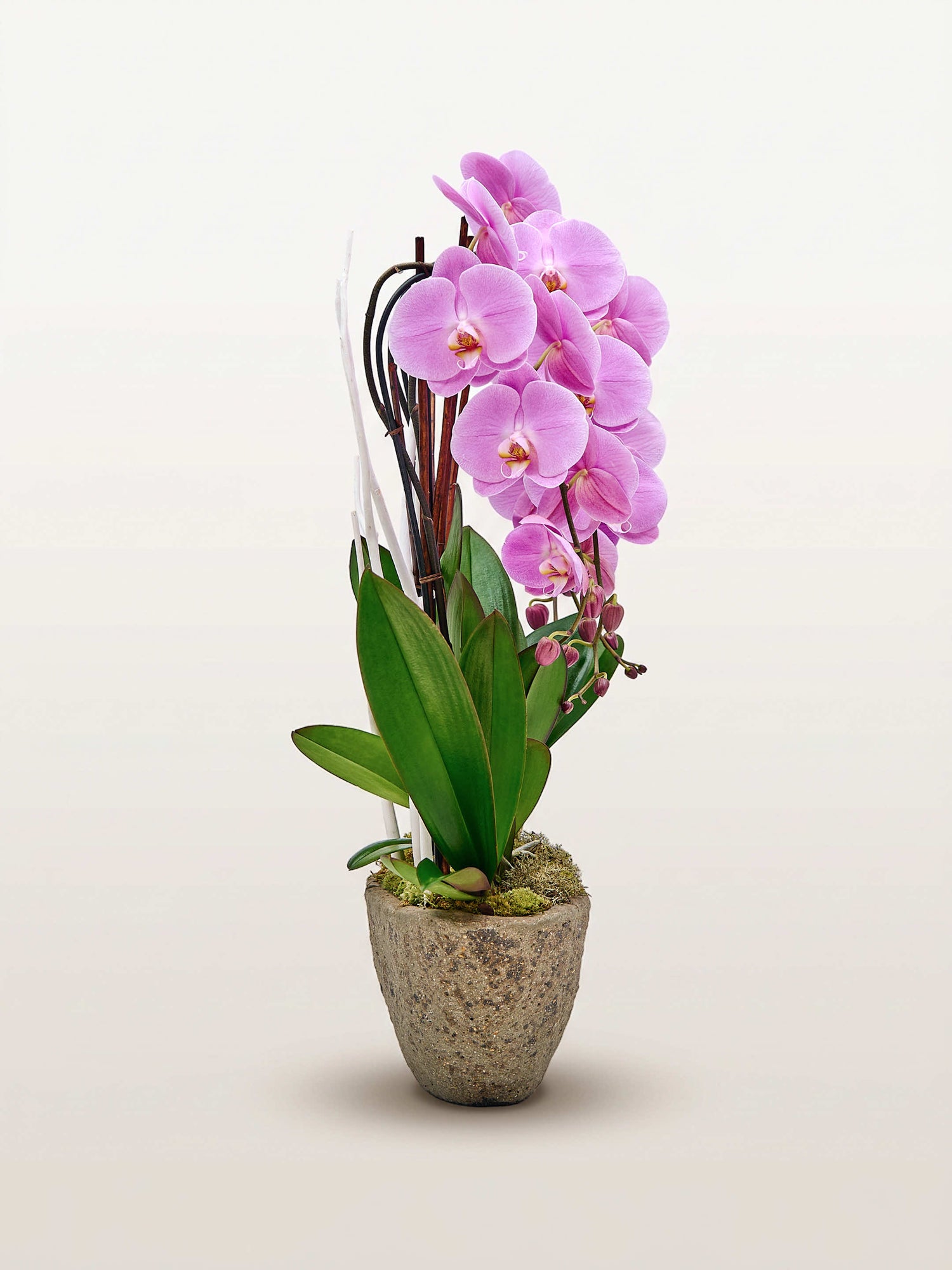 Cascade Rosaline N°4 déploie ses orchidées roses en cascade au-dessus de feuilles vertes dans un pot en pierre