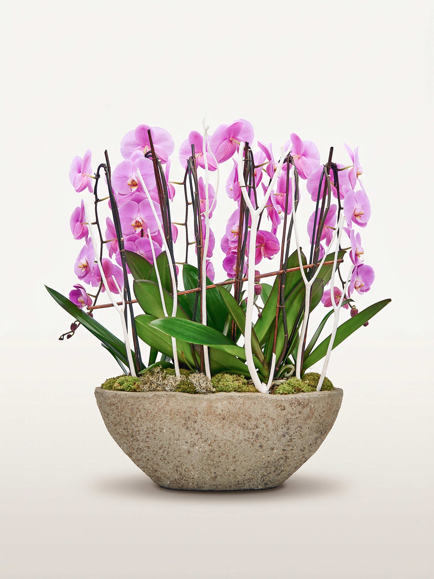 Cascade Rosaline N°6 déploie ses orchidées rose vif sur tiges graphiques dans une vasque en pierre grise