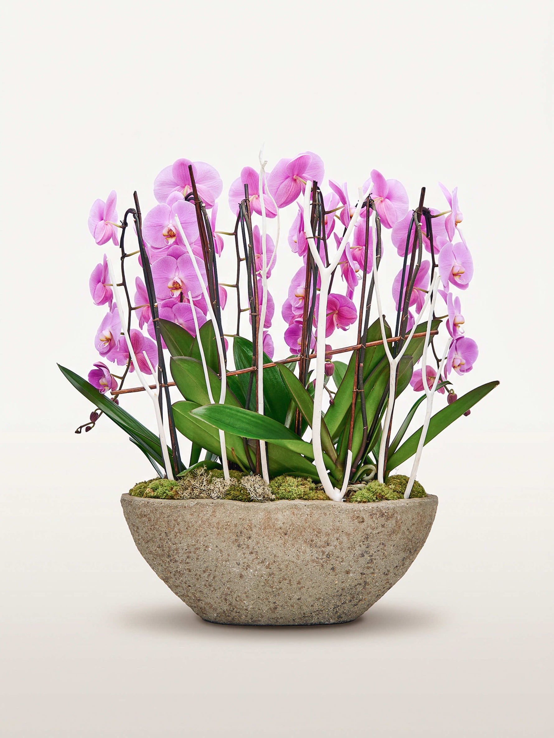 Cascade Rosaline N°6 déploie ses orchidées rose vif sur tiges graphiques dans une vasque en pierre grise