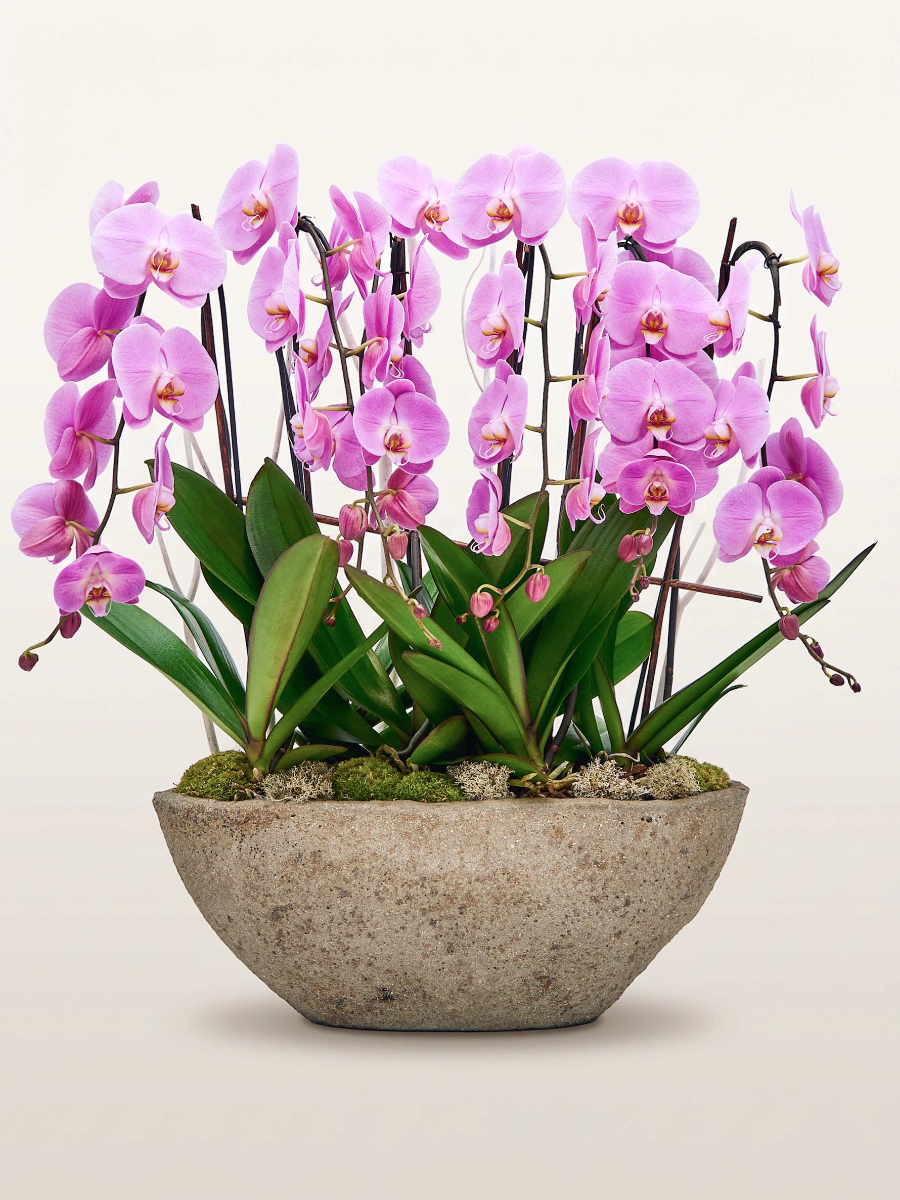 Cascade Rosaline N°6 déploie de multiples tiges d'orchidées phalaenopsis roses en cascade dans une vasque en pierre