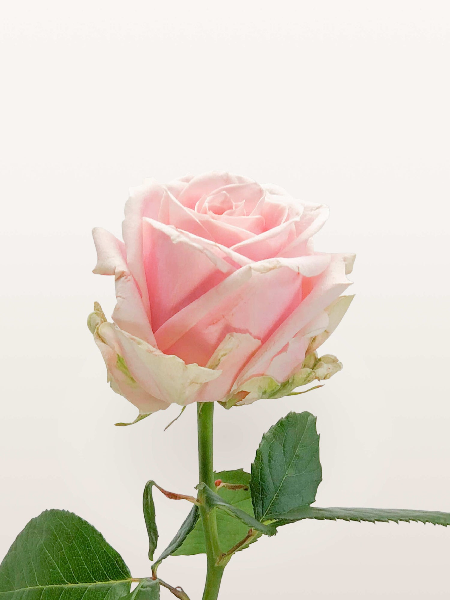 Coffret Princesse, rose pâle aux pétales bordés de crème, tige verte et feuilles dentelées