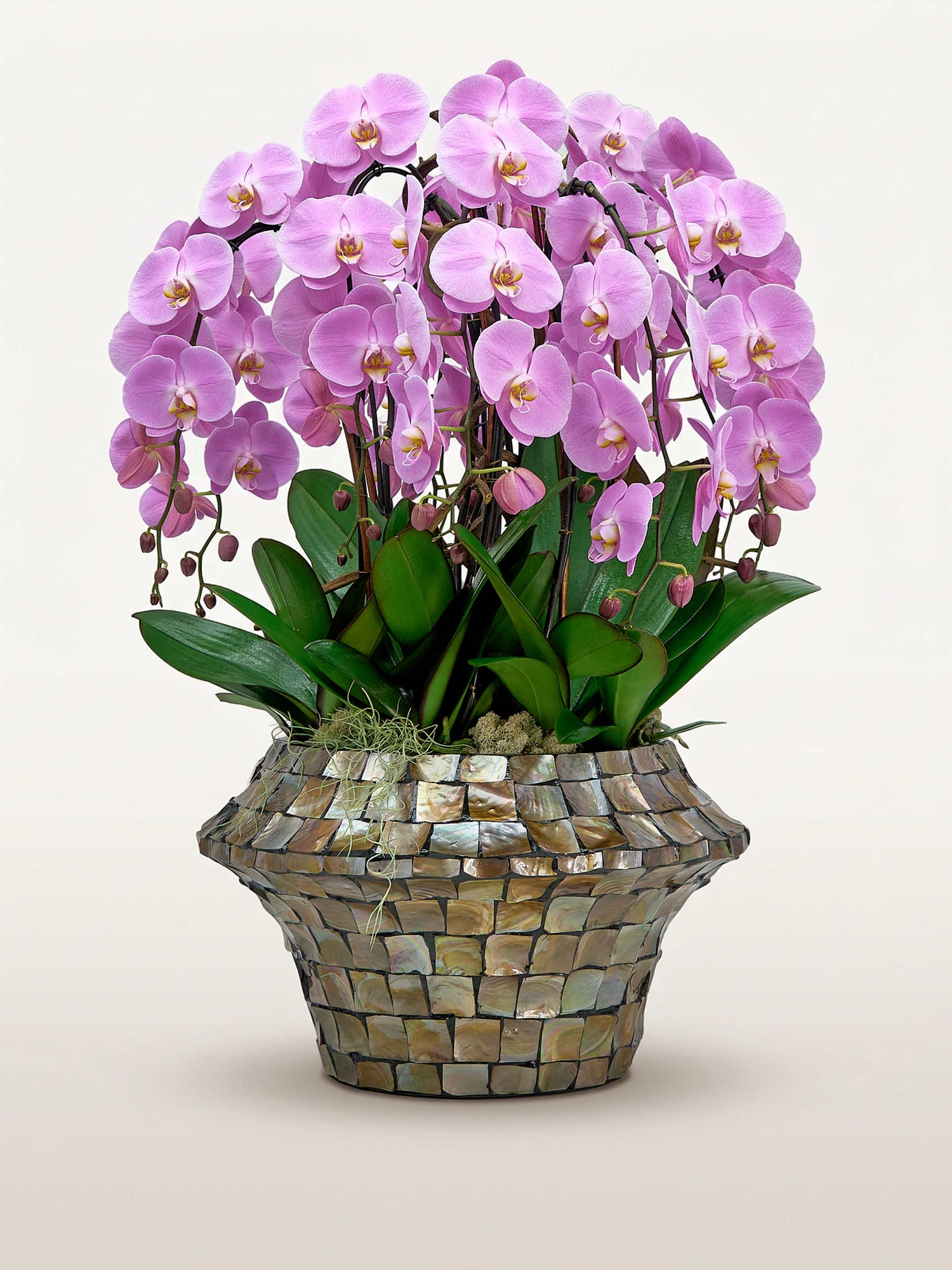Diva Rosa, douze tiges d'orchidées roses en rotonde dans un cache-pot en nacre mosaïquée