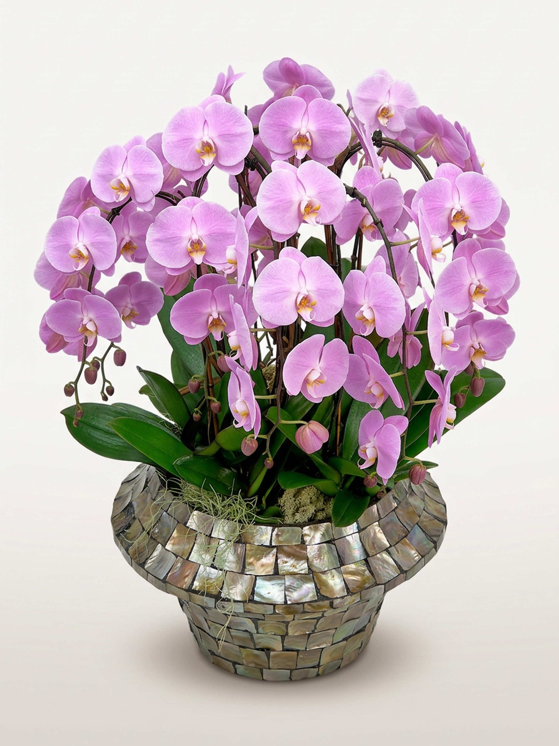 Diva Rosa, douze tiges d'orchidées roses en rotonde dans un cache-pot en mosaïque de nacre
