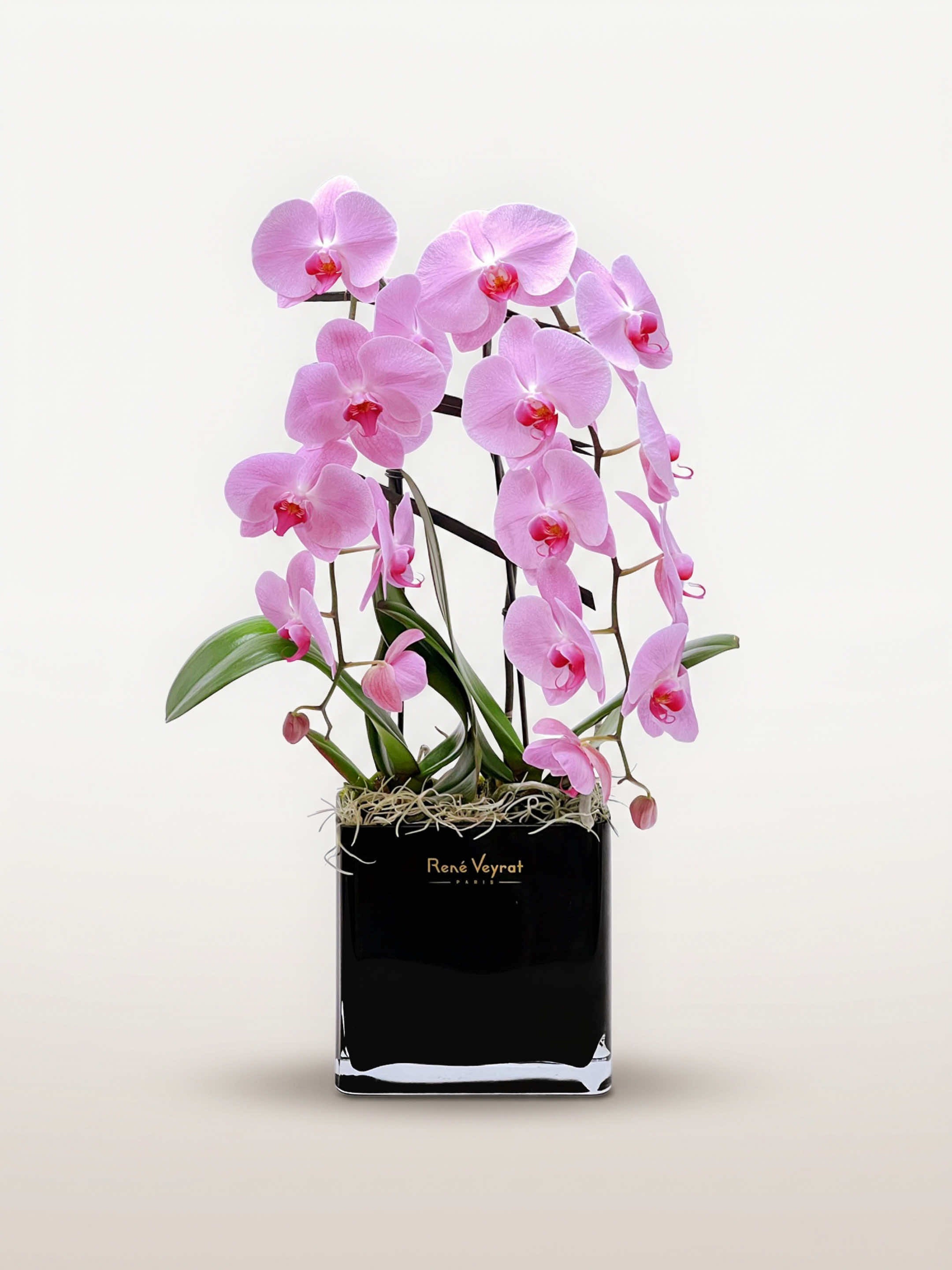 Galerie Montmartre, deux tiges d'orchidées roses aux pétales veloutés dans un vase noir gravé René Veyrat