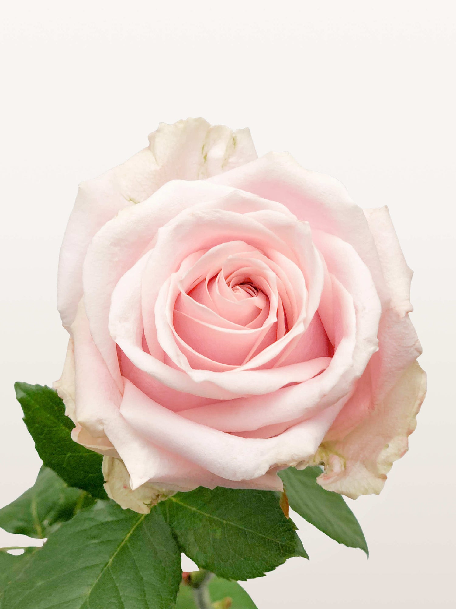 Princesse à la Tige, rose rose pâle aux pétales enroulés en spirale, feuilles vertes en dessous