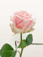 Princesse à la Tige, rose rose pâle aux pétales veloutés, tige unique et feuilles vertes