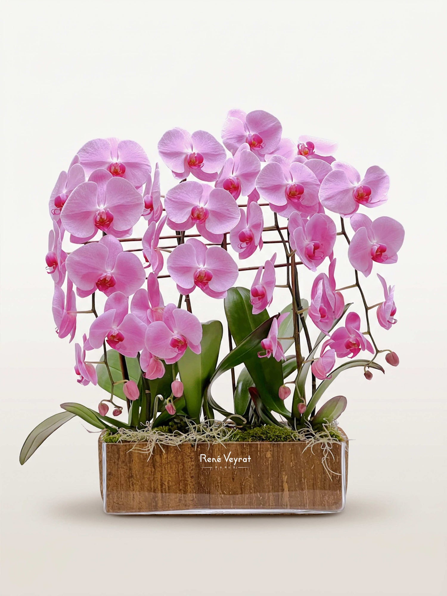 Quai des Orfèvres, quatre tiges d'orchidées roses en jardinière bois, feuillage vert et mousse
