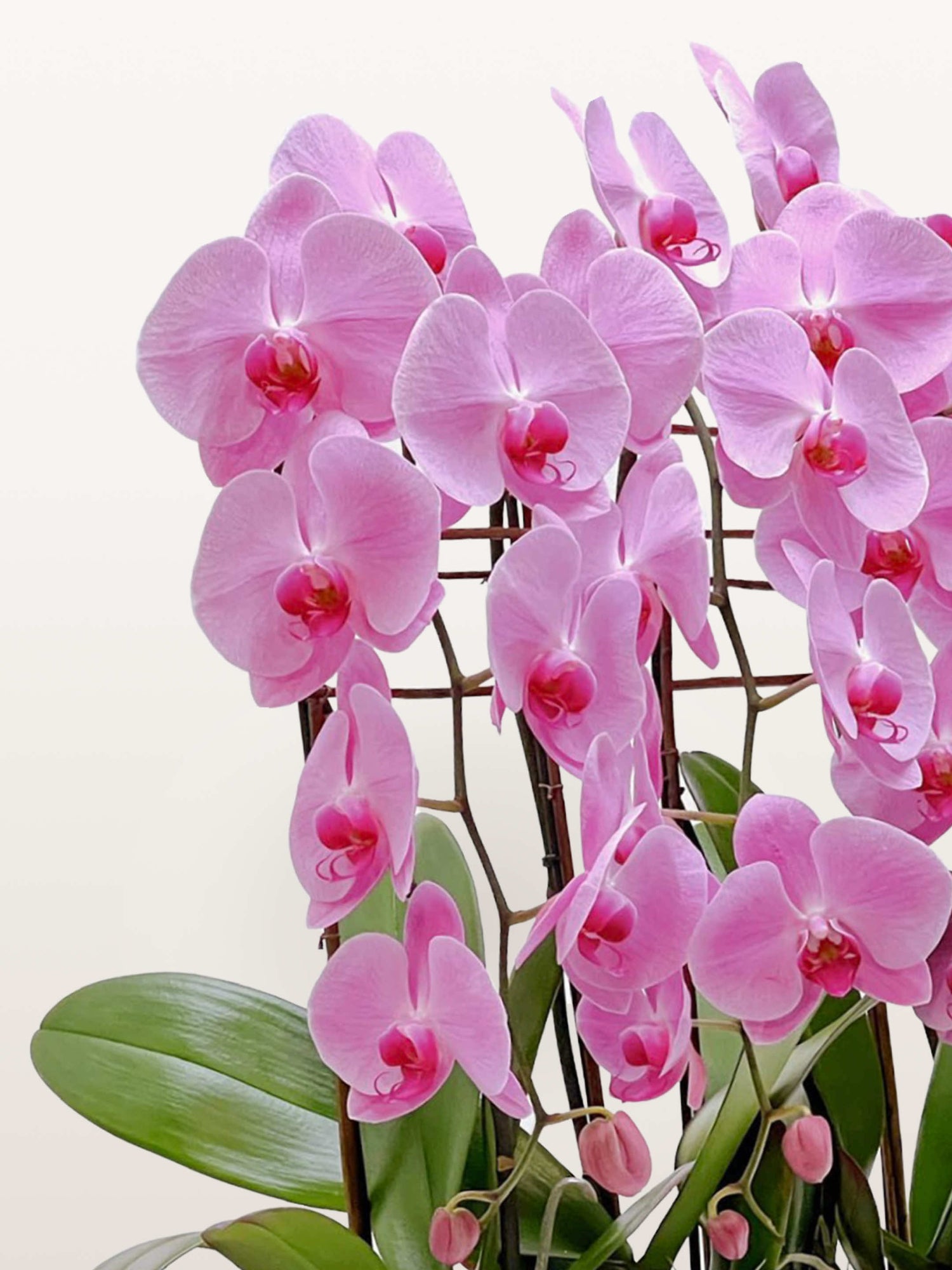 Quai des Orfèvres, orchidées phalaenopsis roses aux pétales veloutés sur tiges soutenues par des tuteurs