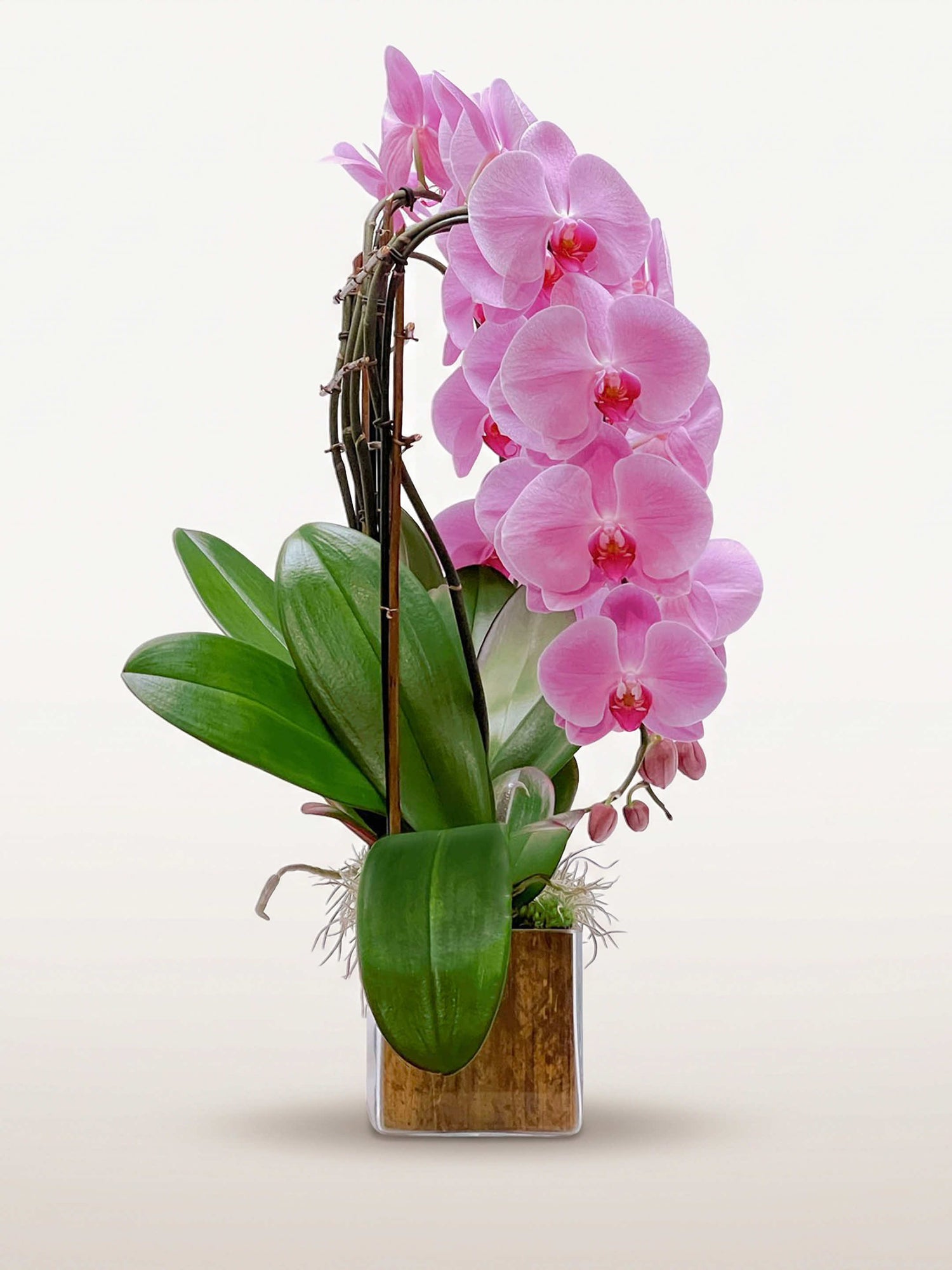 Quai des Orfèvres, orchidées roses en cascade sur quatre tiges arquées, pot ivoire et vert