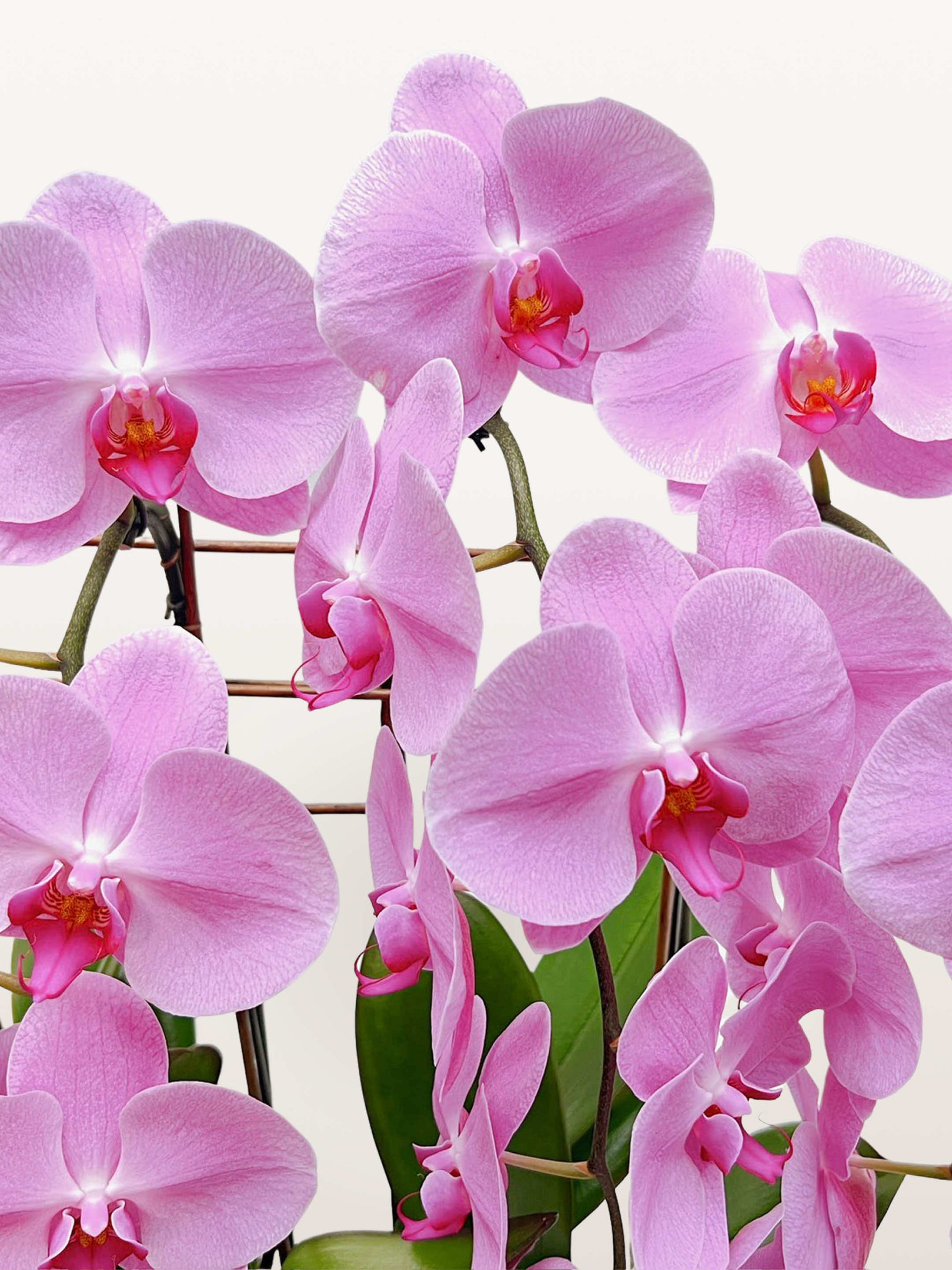 Orchidées Phalaenopsis roses aux labelles fuchsia et gorge jaune, tiges vertes et boutons émergents