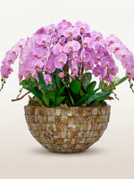 Regina Rosa XXXL cascade d'orchidées roses en coffret ivoire nacré