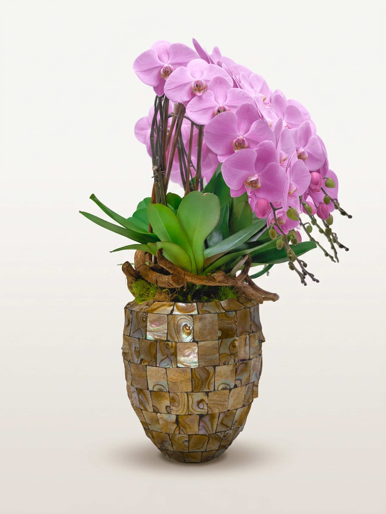 Regina Rosa, dix tiges d'orchidées roses en cascade sur pot mosaïque, feuilles vertes et racines apparentes