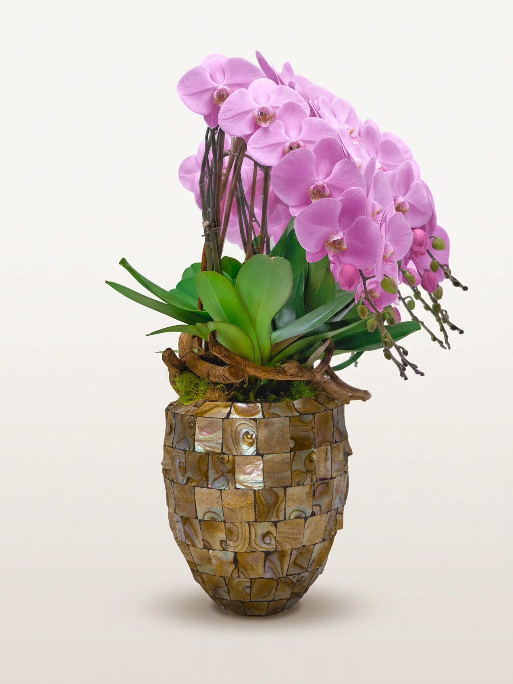 Regina Rosa, dix tiges d'orchidées roses en cascade sur pot mosaïque, feuilles vertes et racines apparentes