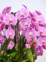 La Rotonde Rosaline N°10 XXL déploie de multiples orchidées rose vif au cœur jaune parmi un feuillage vert dense