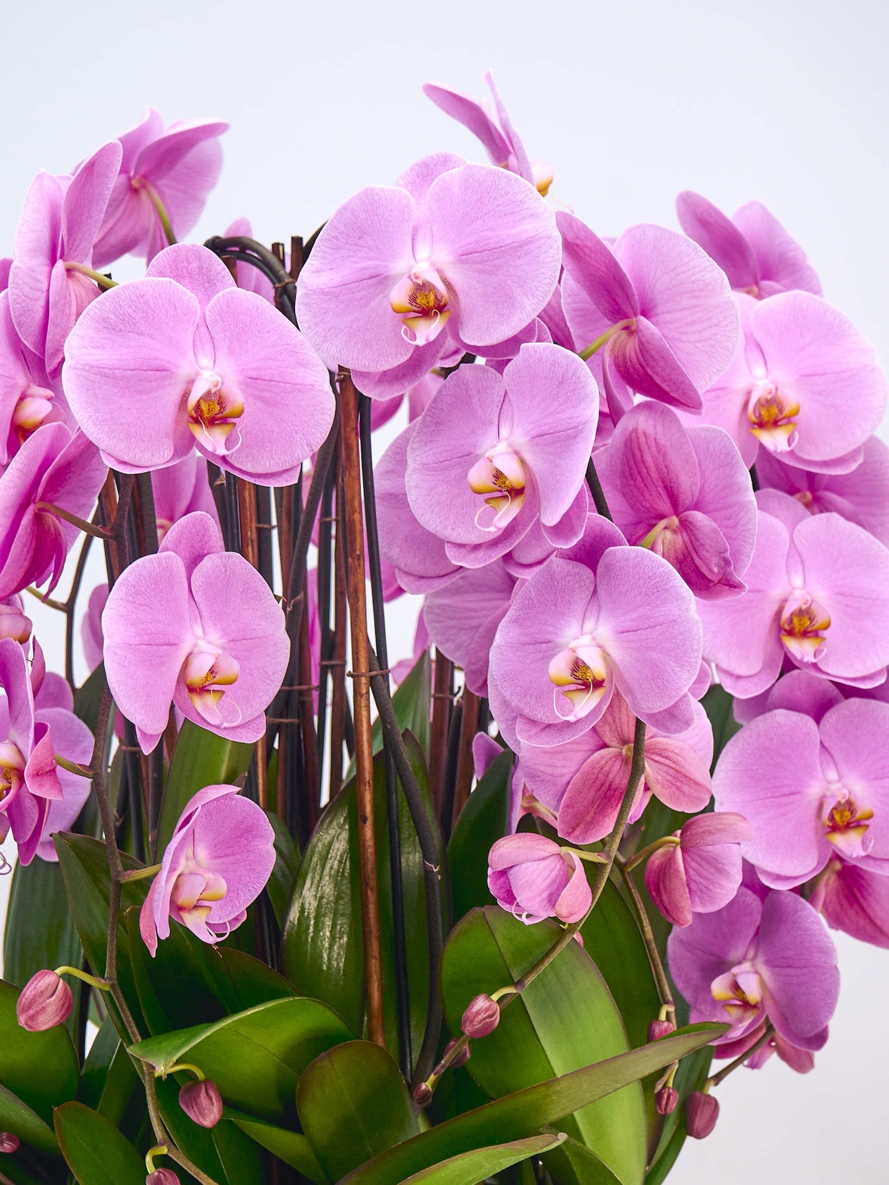 La Rotonde Rosaline N°10 XXL déploie de multiples orchidées rose vif au cœur jaune parmi un feuillage vert dense