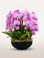 Rotonde Rosaline N°10 déploie ses orchidées phalaenopsis roses aux pétales soyeux dans un vase noir strié