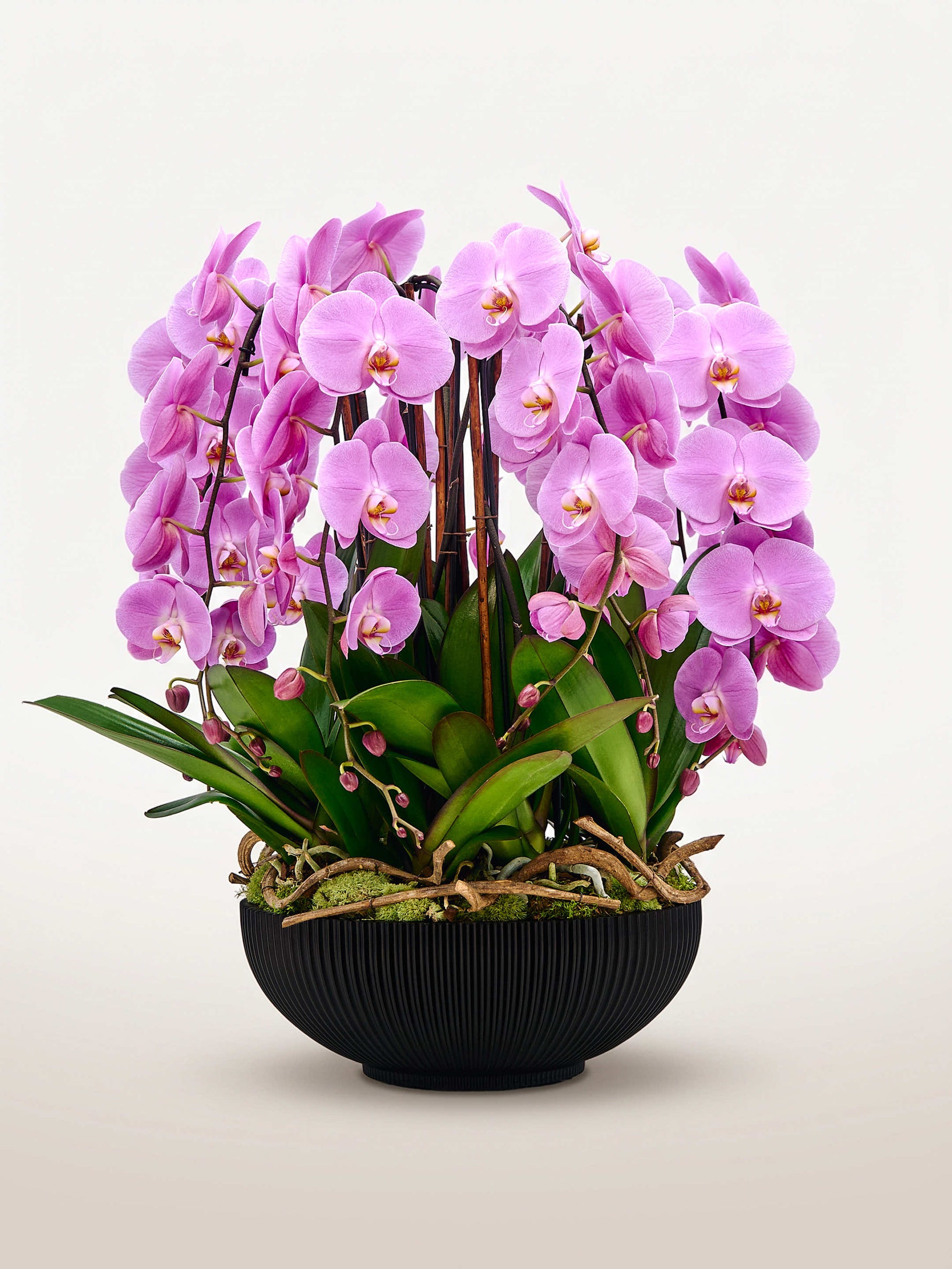 Rotonde Rosaline N°10 déploie ses orchidées phalaenopsis roses aux pétales soyeux dans un vase noir strié
