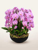 La Rotonde Rosaline N°10 réunit de nombreuses orchidées phalaenopsis roses dans une coupe noire ornée de mousse et de brindilles