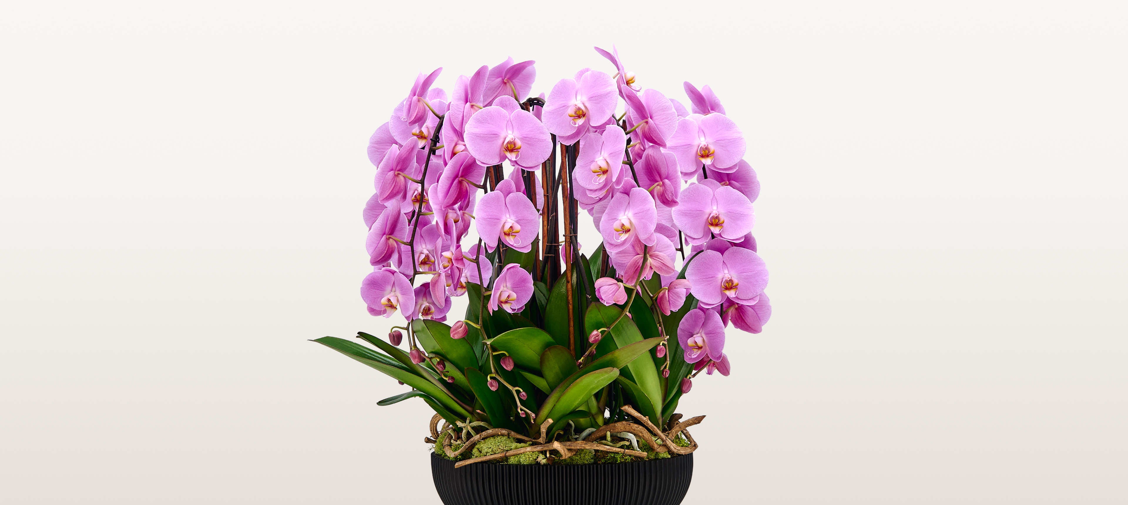 Rotonde Rosaline N°10 XXL déploie de spectaculaires orchidées roses aux tiges élancées dans un contenant noir orné de mousse