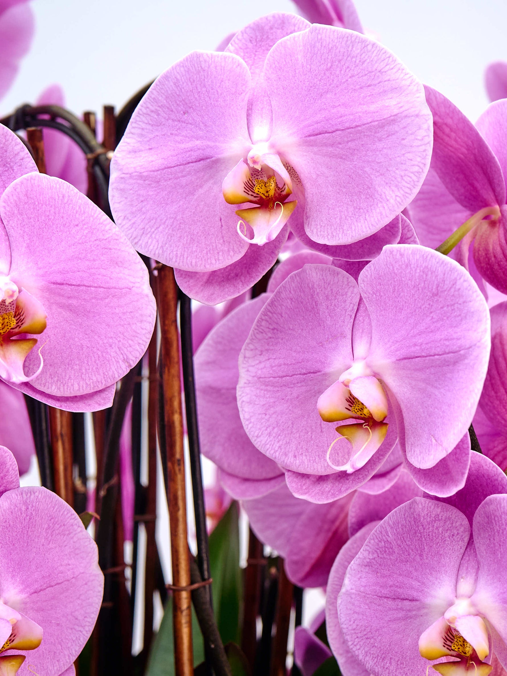 Rotonde Rosaline N°10 dévoile des orchidées rose pétales veloutés au cœur jaune moucheté sur tuteurs bambou