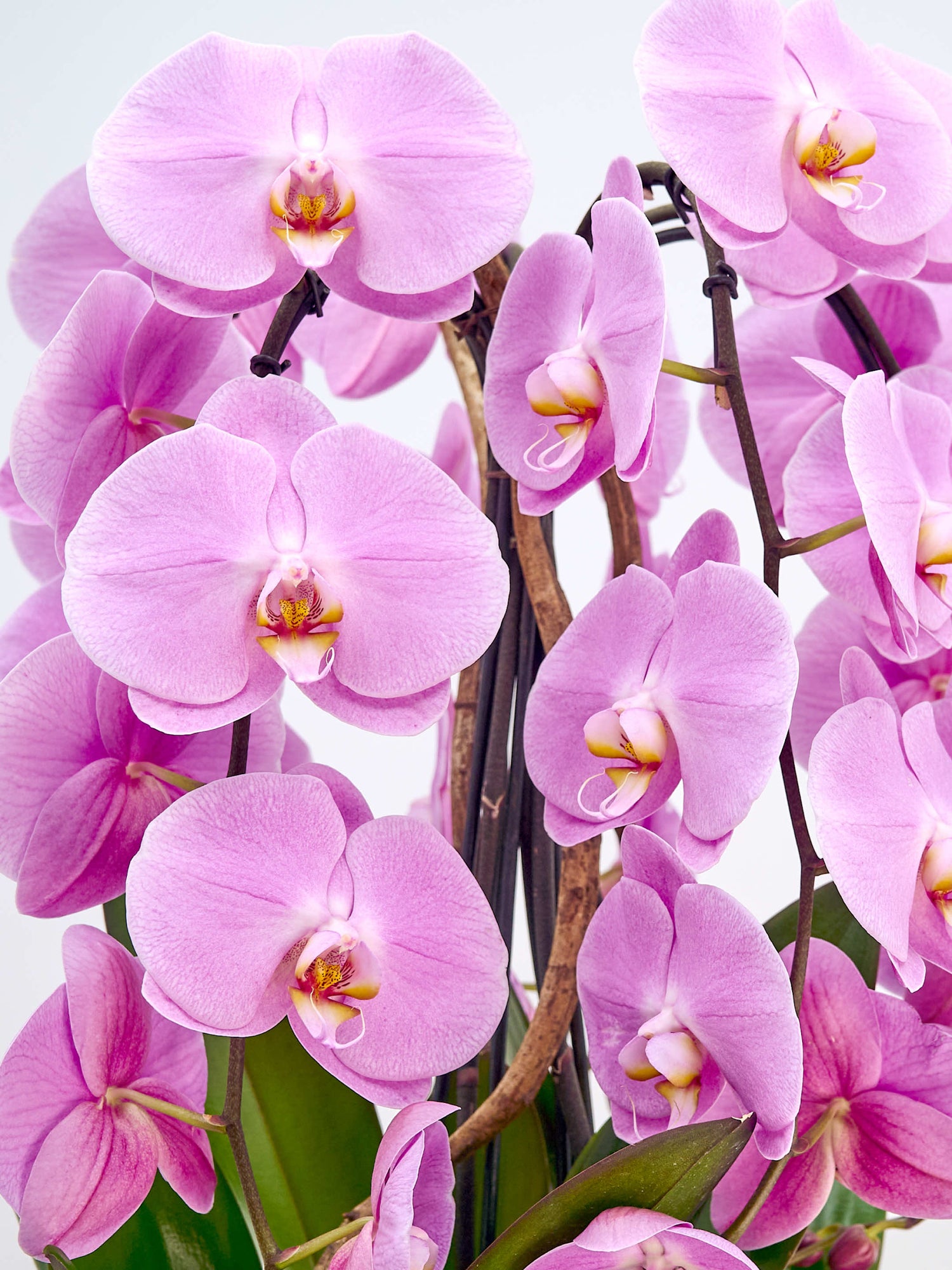 Rotonde Rosaline N°5 présente en gros plan de somptueuses orchidées phalaenopsis roses aux gorges jaune et rouge