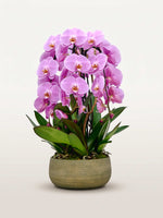 La Rotonde Rosaline N°5 XL déploie de multiples orchidées phalaenopsis roses en pot de grès sculpté