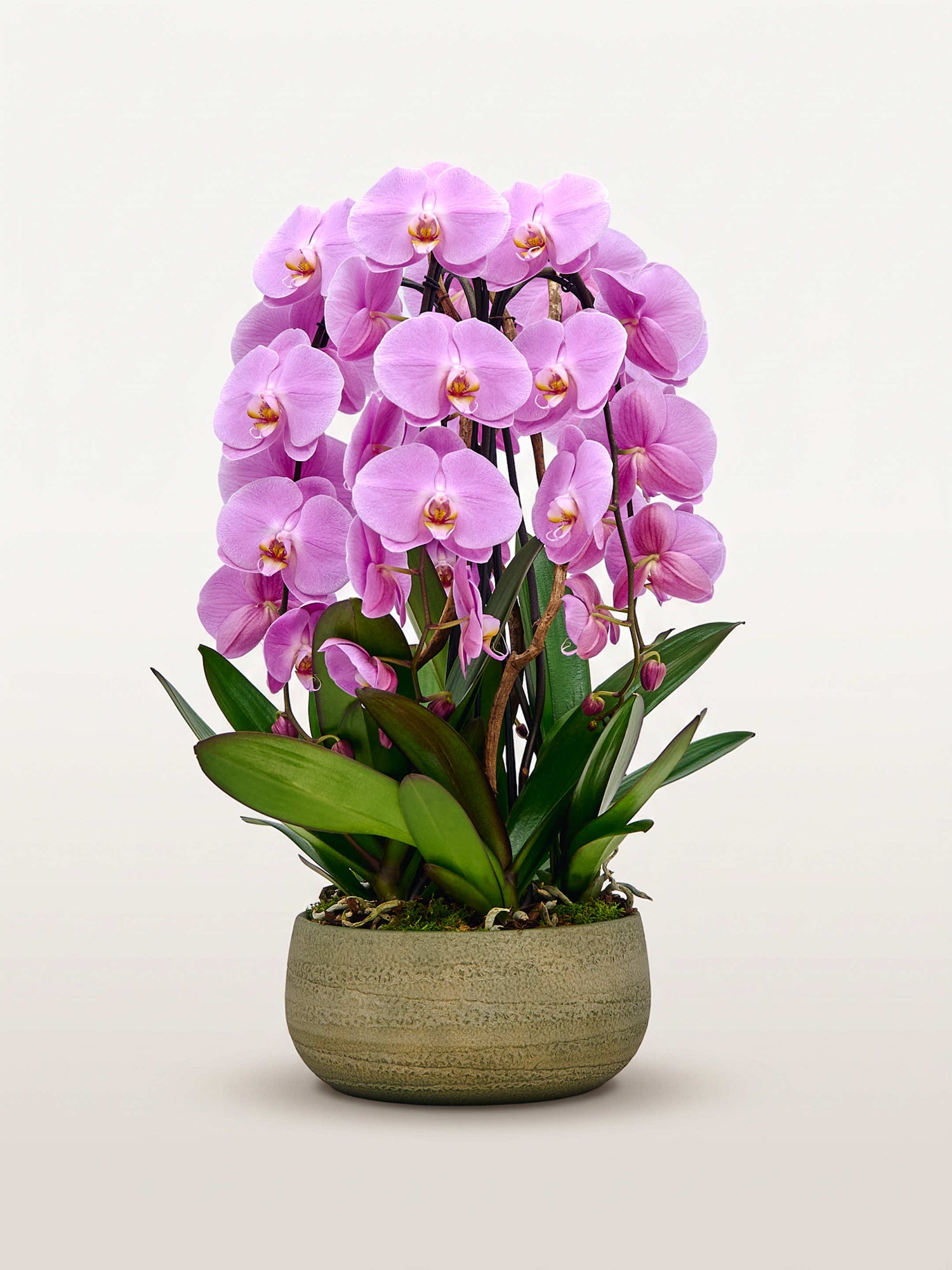 La Rotonde Rosaline N°5 XL déploie de multiples orchidées phalaenopsis roses en pot de grès sculpté