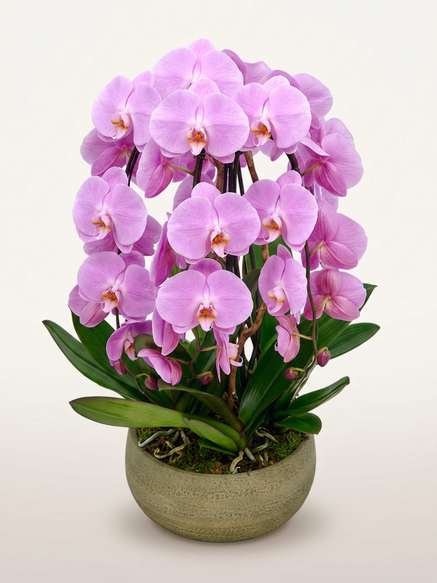 Rotonde Rosaline N°5 XL réunit de nombreuses orchidées phalaenopsis roses en cascade dans un pot en céramique grise