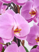 Rotonde Rosaline N°5 dévoile des orchidées roses XL aux pétales veloutés et aux labelles jaune et pourpre délicatement recourbés