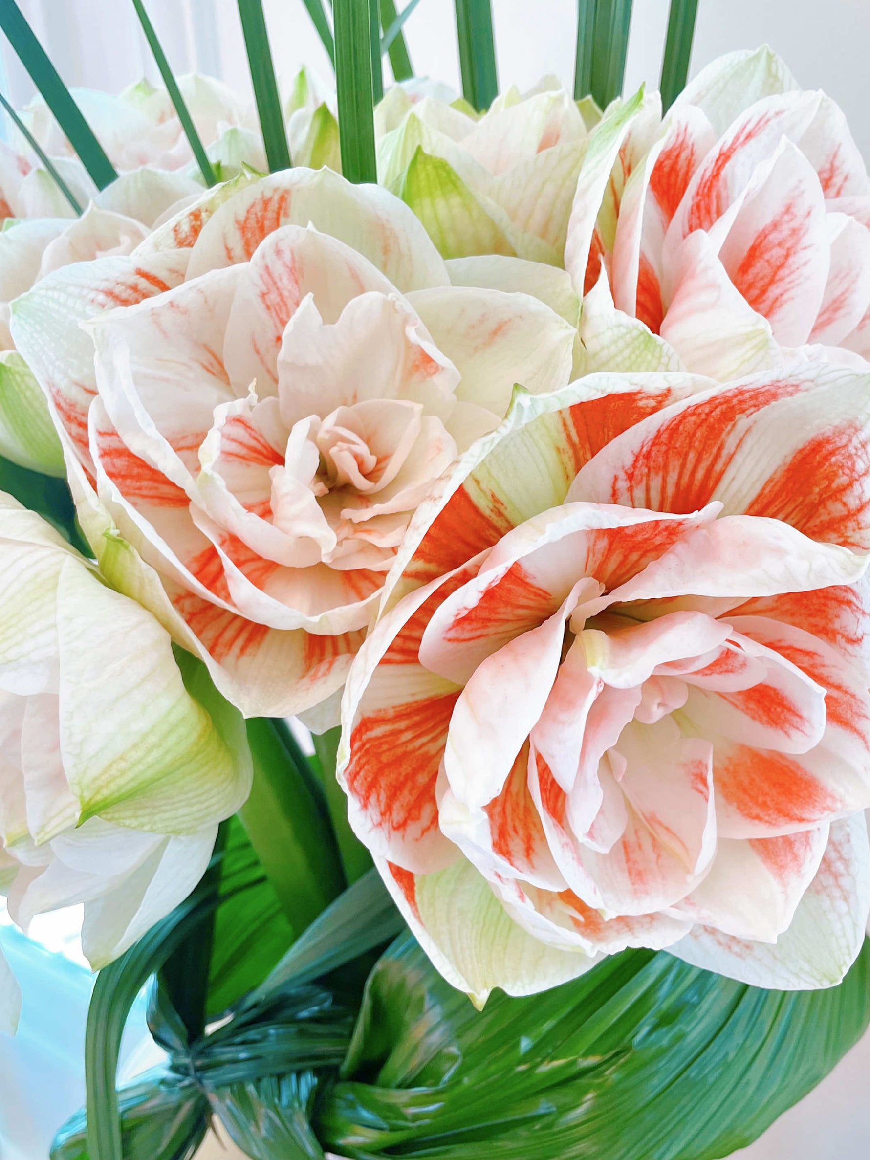 Villa des Nymphéas taille L en bouquet graphique dévoile des amaryllis blancs striés de rouge orangé parmi des feuilles vertes