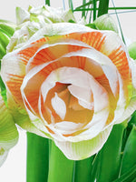 Villa des Nymphéas taille L en bouquet graphique révèle une fleur blanche striée d'orange entourée de tiges vertes