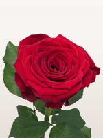 Rose rouge veloutée aux pétales spiralés, tige verte et feuilles dentelées visibles