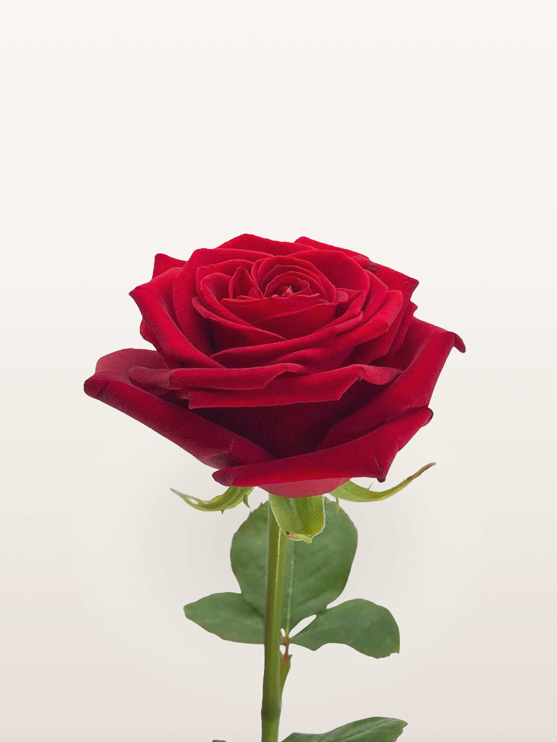Rose rouge veloutée à pleine floraison sur tige feuillue verte, présentée sur fond blanc épuré