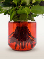 Tiges de Cornaline plongées dans l'eau teintée de rouge, feuillage vert dense émergeant du vase